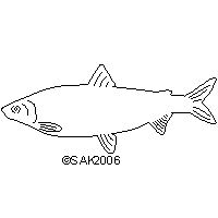 dxf white fish 